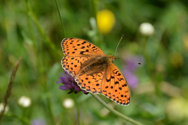 Argynnis niobe ?  S